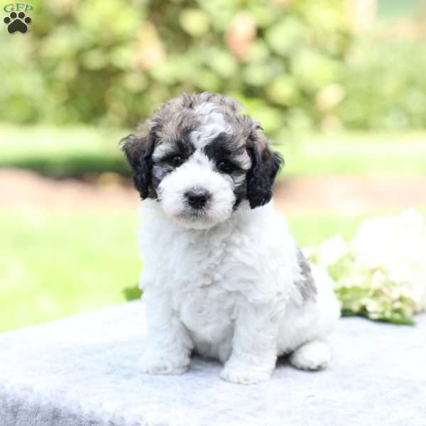 Remi, Bich-Poo Puppy